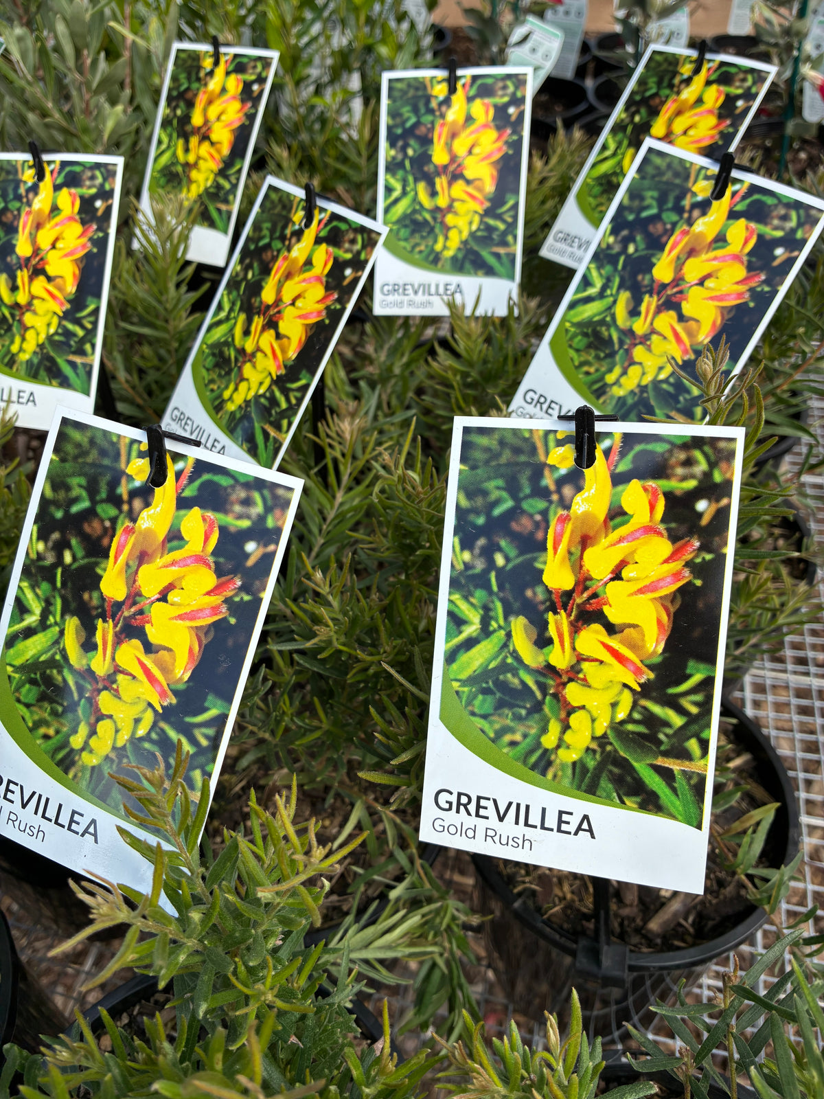 Grevillea - Gold Rush