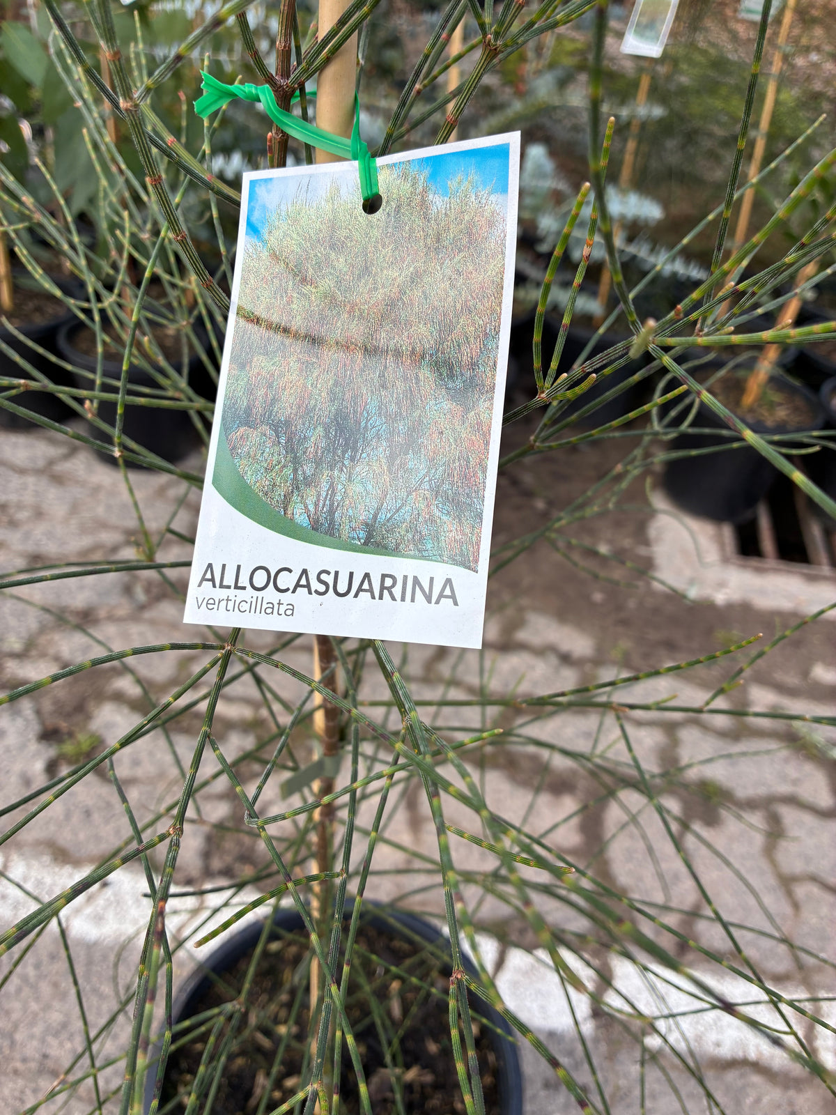 Allocasuarina verticillata