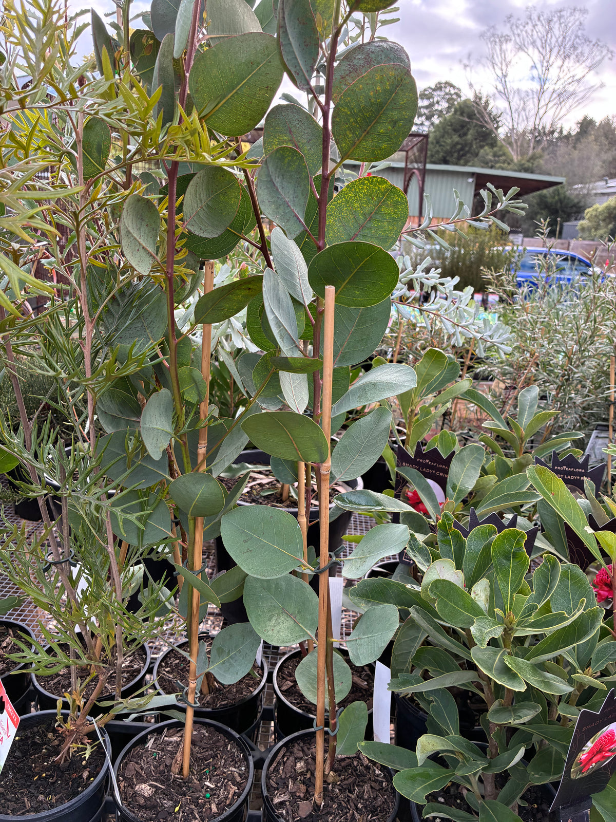 Eucalyptus cosmophylla