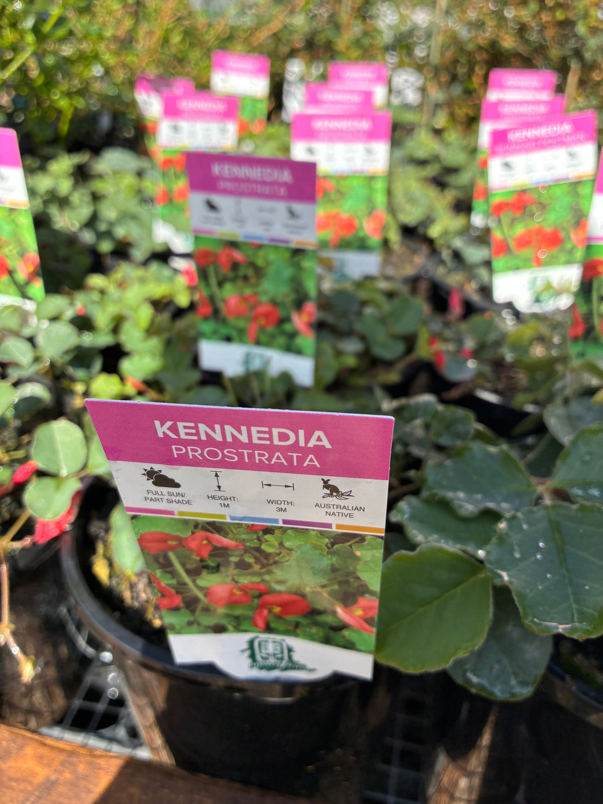 Kennedia - Prostrata