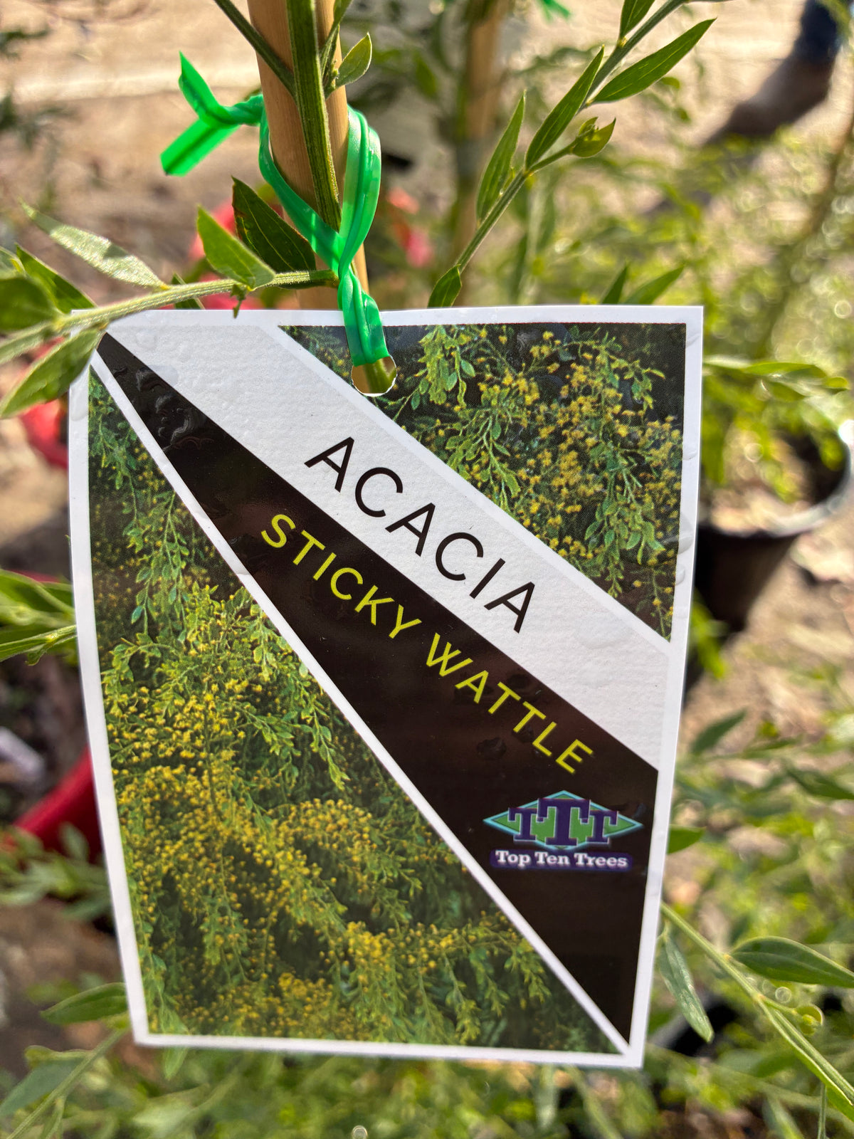 Acacia - Sticky Wattle