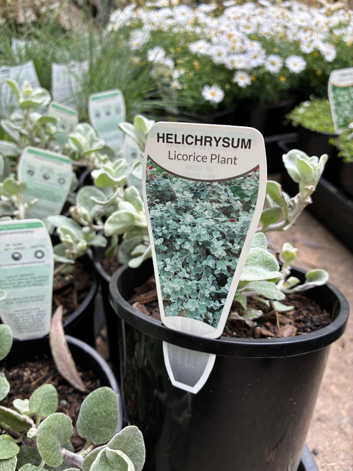 Helichrysum petiolare - Licorice Plant
