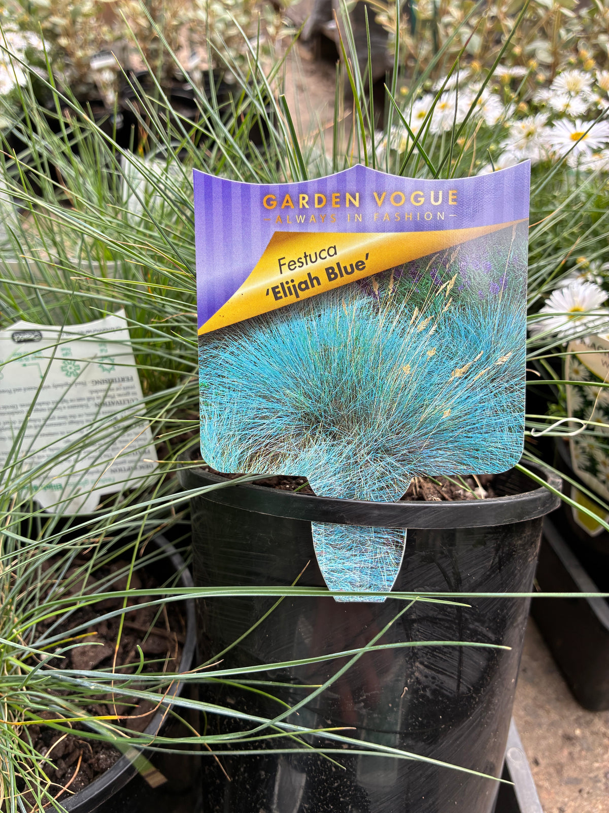 Festuca - Elijah Blue