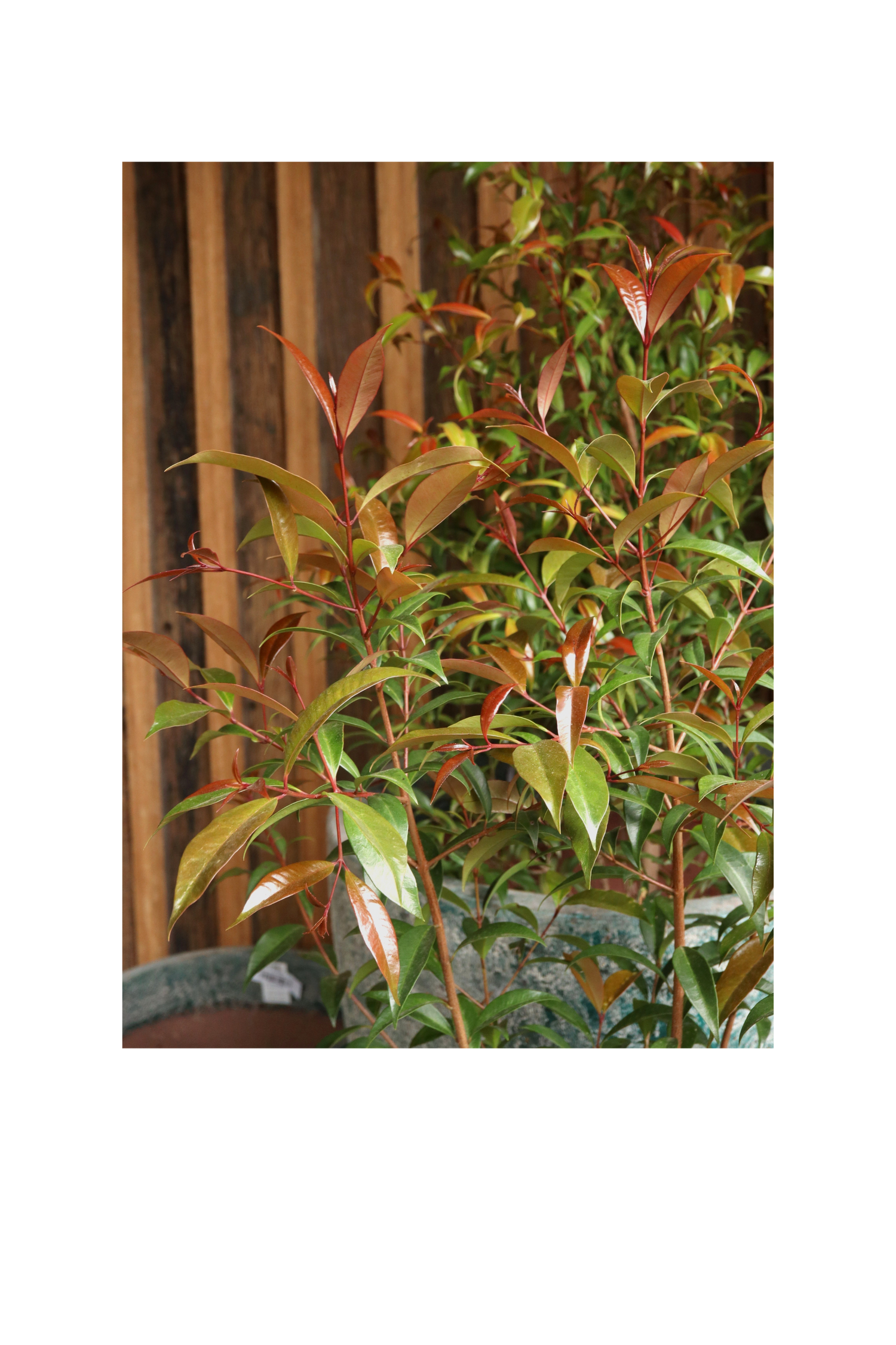 Syzigium australe (Common Lilly Pilly) - 25cm Pot