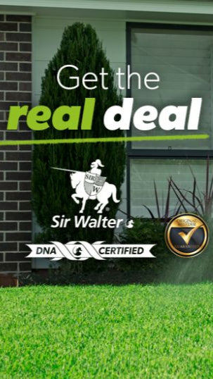 Man watering grass in front of a house with 'Sir Walter' branding.