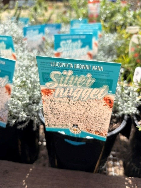 Leucophyta brownii - Silver Nugget