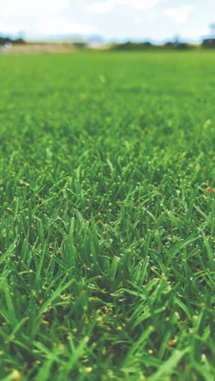 Close-up of lush green grass with a blurred background
