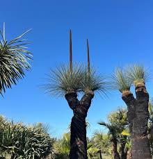 Grass Tree
