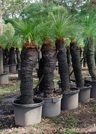 Grass Tree